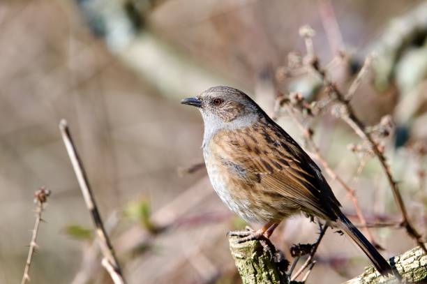 istock Dunnock song bird perched on a branch 2205730494