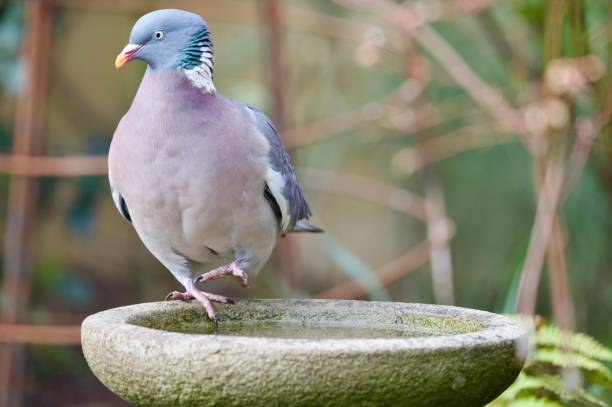 istock wood pigeon bird perched on edge of a bird bath 2205730529
