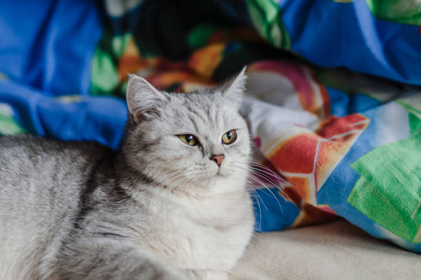istock The Scottish Straight cat is sitting on the couch Kitten 2205730696