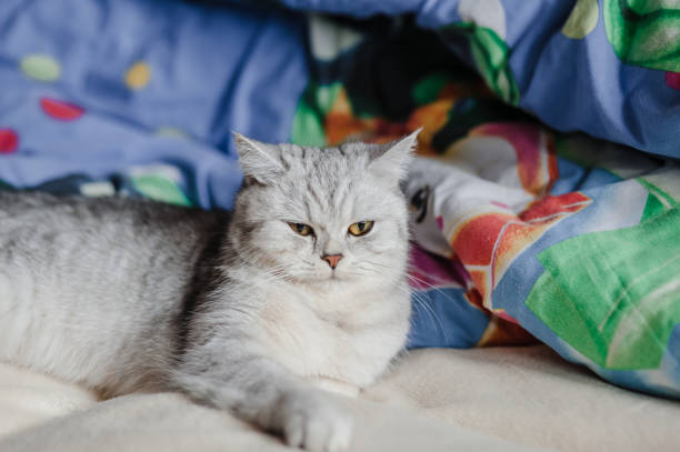 istock The cat is resting on a soft, cream-colored blanket 2205730713