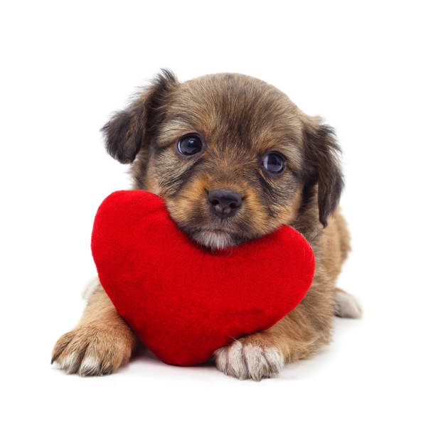 istock Puppy with toy heart. 2205731614