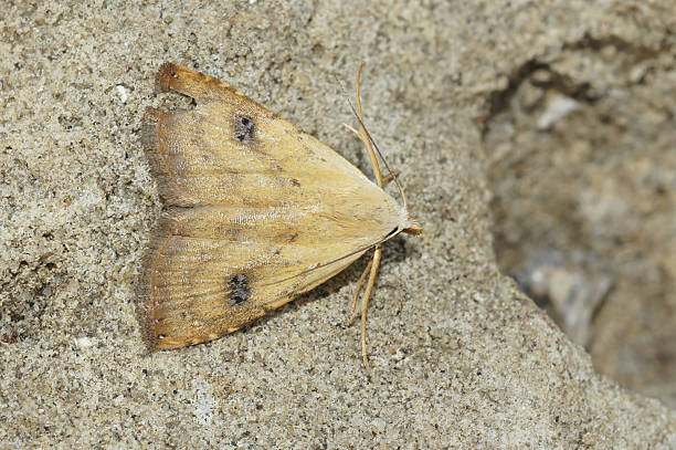 istock Closeup on a straw dot moth, Rivula sericealis , 2205731848