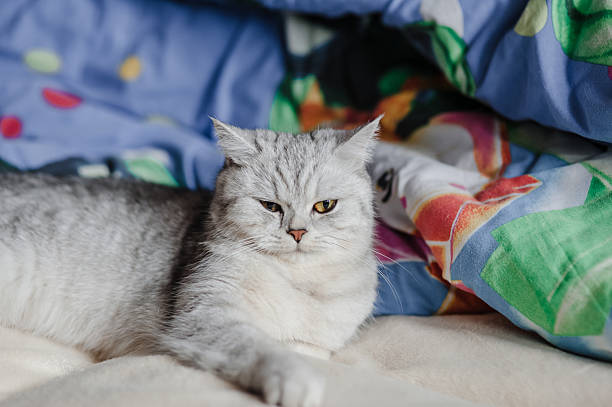 istock A Scottish Straight cat is lying on a beige bedspread 2205731939
