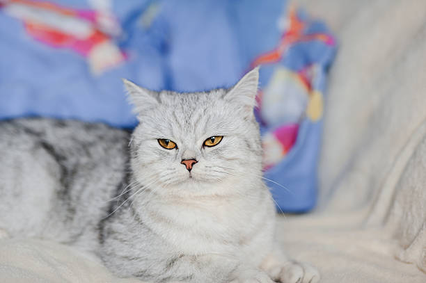 Grey scottish fold domestic cat lying comfortably on a dark sofa, nestled between plush pillows while gazing intently at the camera in a warm and inviting home setting