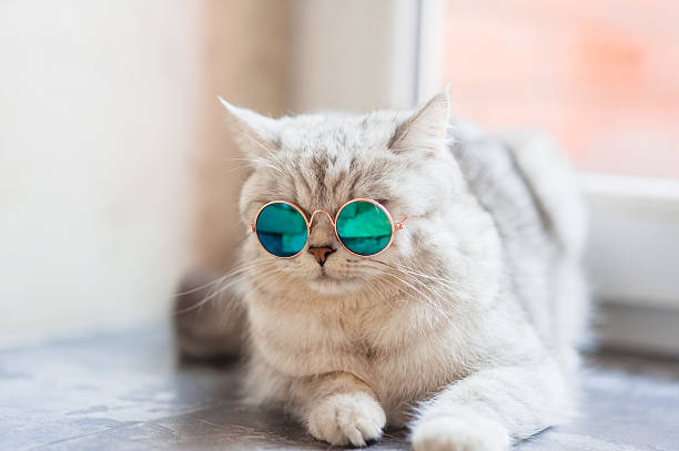 istock Cool white cat on the windowsill wearing glasses 2205732178