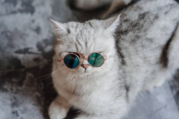 istock Scottish shorthair cat lying on a gray background with glasses 2205732190