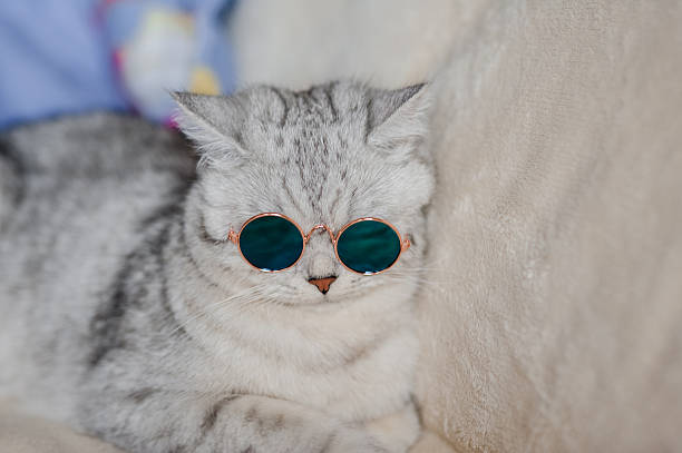 istock A Scottish Straight cat is lying on a beige sofa wearing round glasses 2205732239