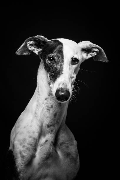 Greyhound dog portrait outdoors