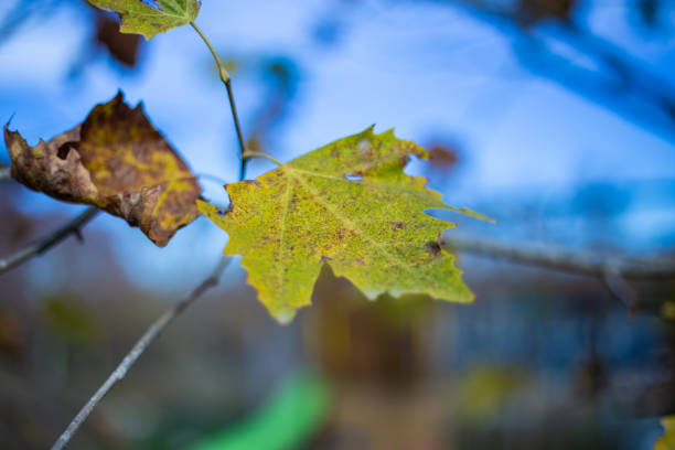 Green dry leaf on a tree branch and blue background on an autumn landscape