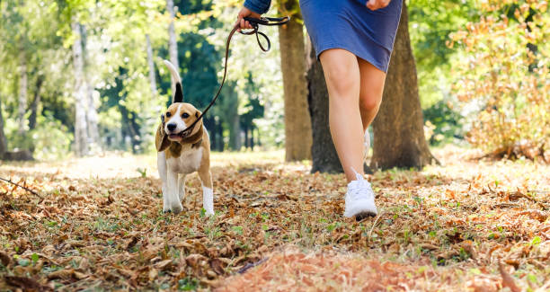 istock girl running with beagle dog 2205734258