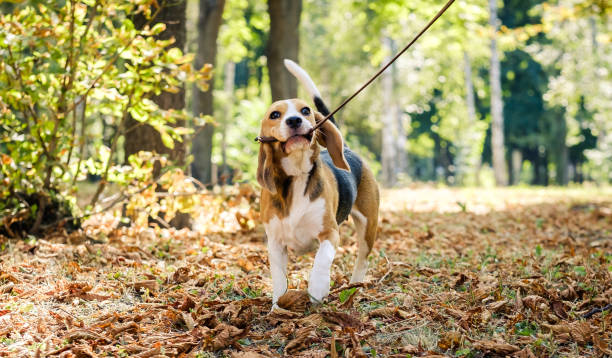 istock Cute beagle dog holdind his leash 2205734350