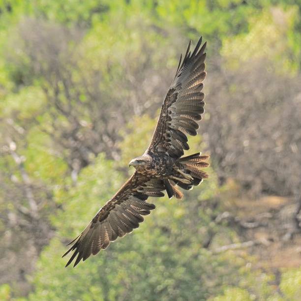 A Black-chested Buzzard Eagle soars against a wooded background A single juvenile Black-chested Buzzard Eagle (Geranoaetus melanoleucus), showing some wing feathers still to grow through its post-juvenile moult, soars against the background of a forested mountainside in the Chilean Coastal Range mountains, near the capital Santiago de Chile young black chested buzzard eagle geranoaetus melanoleucus stock pictures, royalty-free photos & images
