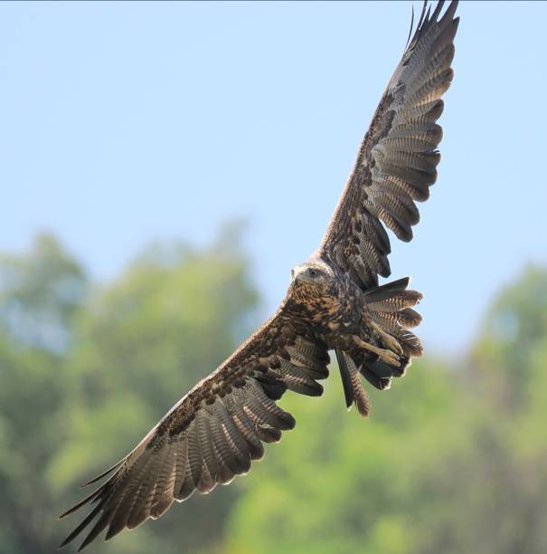 A Black-chested Buzzard Eagle soars against a wooded background A single juvenile Black-chested Buzzard Eagle (Geranoaetus melanoleucus), showing some wing feathers still to grow through its post-juvenile moult, soars against the background of a forested mountainside in the Chilean Coastal Range mountains, near the capital Santiago de Chile young black chested buzzard eagle geranoaetus melanoleucus stock pictures, royalty-free photos & images