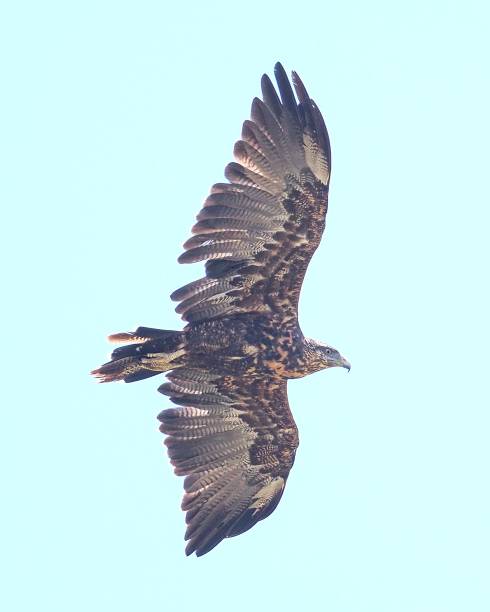 A Black-chested Buzzard Eagle soars against a blue sky background A single juvenile Black-chested Buzzard Eagle (Geranoaetus melanoleucus), showing some wing feathers still to grow through its post-juvenile moult, soars against a pale blue sky background in the Chilean Coastal Range mountains near the capital Santiago de Chile young black chested buzzard eagle geranoaetus melanoleucus stock pictures, royalty-free photos & images