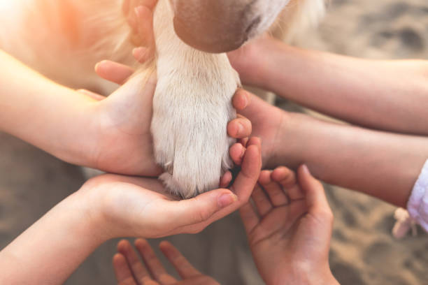 istock Human hands and dog paw 2205737460