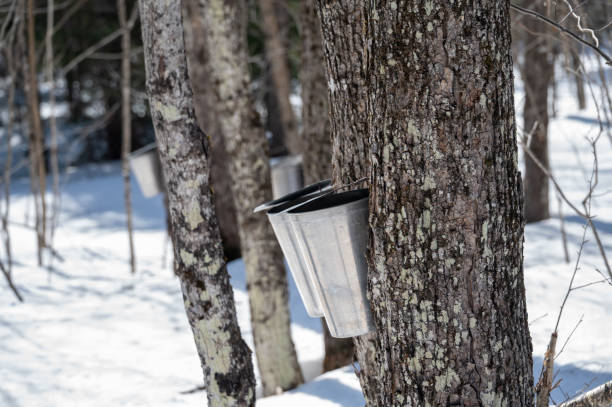 istock Charming Sugar Water Collection From Maple Trees in a Winter Forest Landscape 2205738202