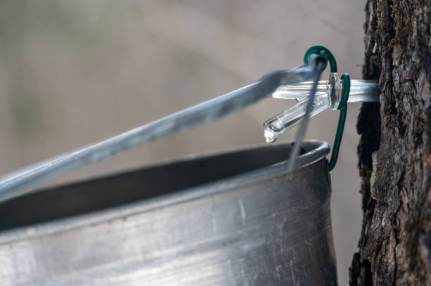 istock Capturing the Essence of Spring in an Old Fashioned Maple Sugar Water Collection 2205739545