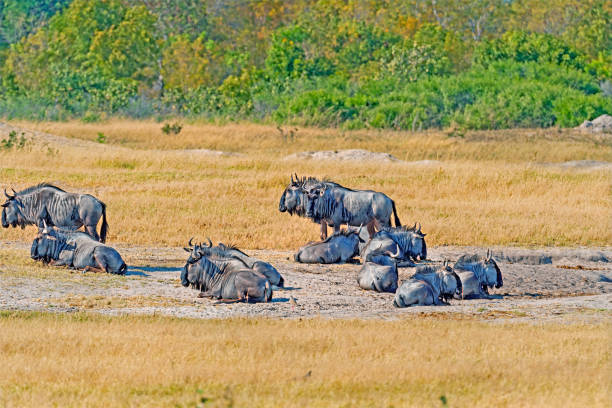 A Herd of Wildebeest by A Waterhole in Hwange National Park in Zimbabwe