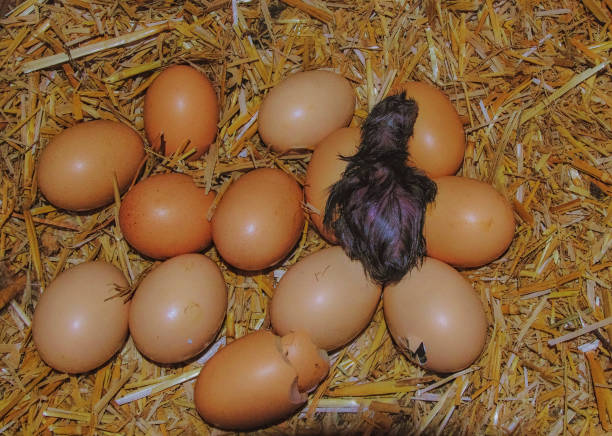 Cattle Egret Egg Shell That Fell from the Nest