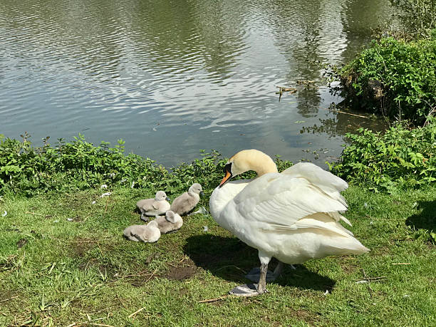 istock Swam With Cygnets, Northamptonshire, England 2205740698