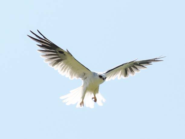 istock A White-tailed Kite  in flight against a blue sky 2205741137