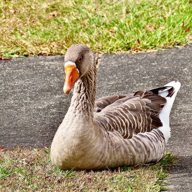 A wild Greylag Goose possibly from a nearby pond on a sidewalk in Auckland