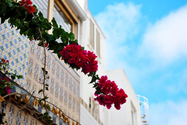 bougainvillea in the old town of olhão algarve portugal