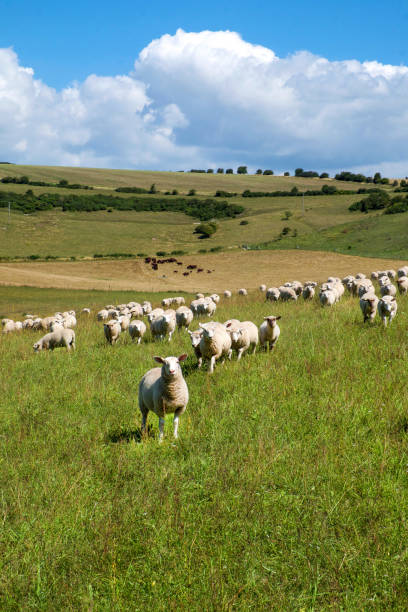 istock sheep in a green field in England 2205744110