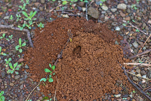 istock close up photo of an anthill 2205745623