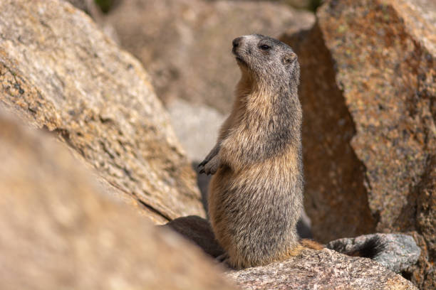 istock Alpine marmot (Marmota marmota) is standing on a rock 2205747119