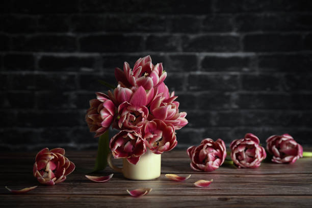 white and pink  tulips in white vase on background wall
