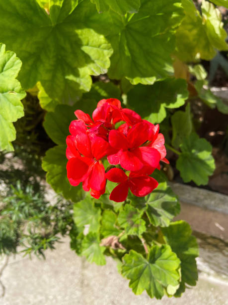 istock Deep red flowers in full bloom against a soft green leafy backdrop 2205748125