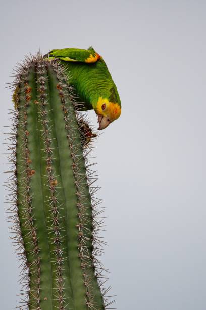 istock The yellow-shouldered amazon (Amazona barbadensis), also known as the yellow-shouldered parrot, Bonaire, Caribbean Netherlands 2205748388