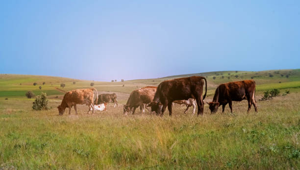 istock Cattle grazing on green pasture. 2205748425