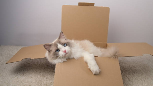 istock A cute white cat lies in a cardboard box. 2205749876
