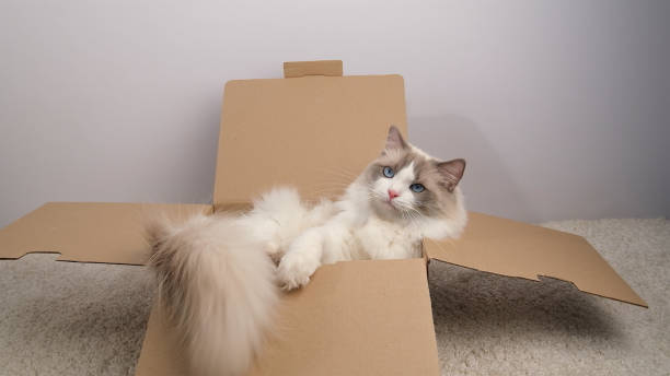 istock A cute white cat lies in a cardboard box. 2205749877