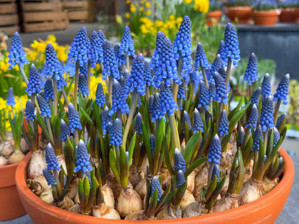 istock Muscari grape hyacinth spring blue flowering plant. 2205750133