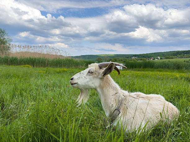 In a beautiful grassy field, a white goat with impressive horns is peacefully laying down, enjoying the serene surroundings of nature