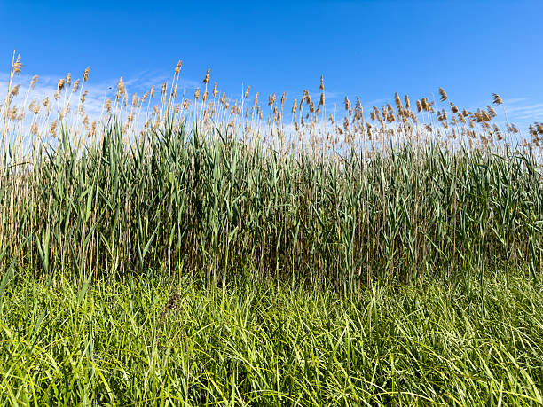 A beautiful field of tall swaying grass, with a vast blue sky stretching endlessly in the background, creating a serene landscape