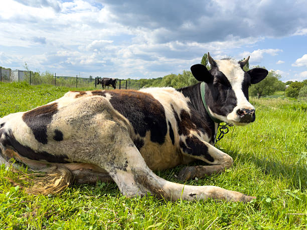 istock A large black and white cow is peacefully laying in the grass 2205750214