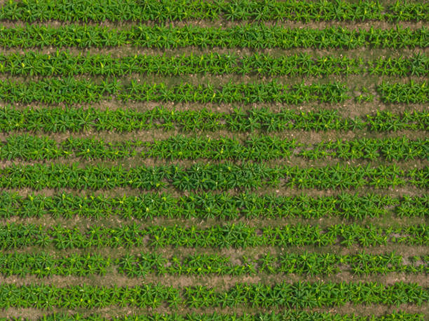 istock Rows of green palm trees 2205752706