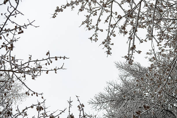 Frosty branches frame a pale sky, capturing a serene winter landscape. The trees are adorned with ice, creating a delicate and still atmosphere in the quiet woods.