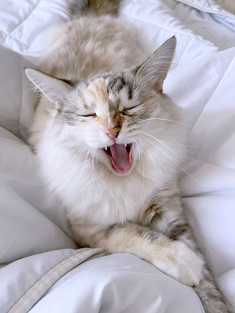 istock A beautiful cream beige cat 2205753450