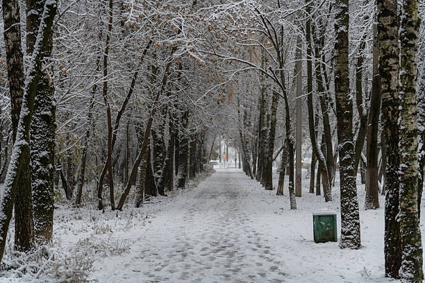 A peaceful pathway lined with tall trees is covered in fresh snow. The scene captures the quiet beauty of winter, with footprints leading through the snowy landscape.
