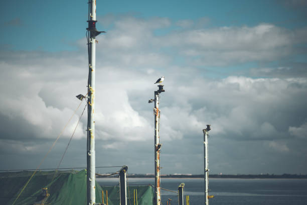 A seagull perched atop a rusty metal pole against a cloudy sky over calm water, maritime atmosphere with weathered structures, tranquil ocean scenery, horizontal composition, telephoto shot