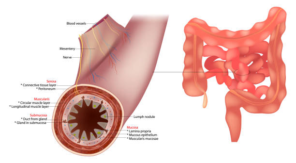 istock Small Intestine Diagram. Human Intestinal Wall Layers mucosa, submucosa, muscularis, and serosa. Gastrointestinal Tract with Intestinal Wall Section 2205754385