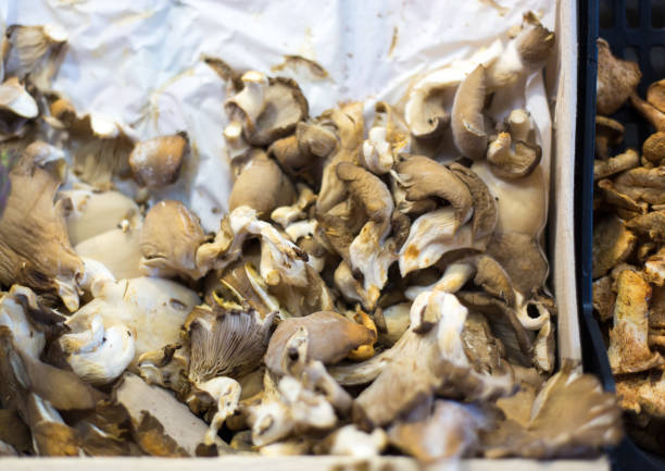 France: Pile of Fresh-Picked Mushrooms. Shot at Marche d’Aligre in Paris.