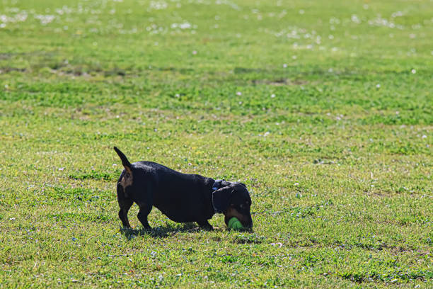 A dachshund playing with a ball on the grass