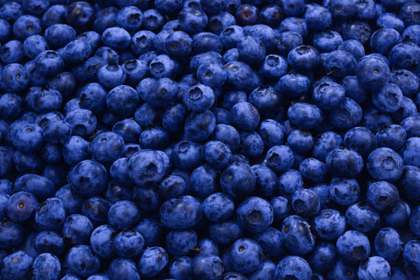 istock Fresh blueberry background. Texture blueberry berries close up. 2205755528