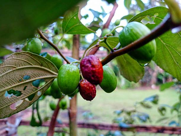 Aging Apples on the Branch